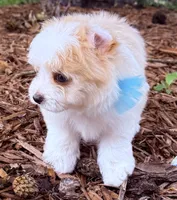 Ryno, a male Maltipoo for sale in Ocala, FL – 5 of 10