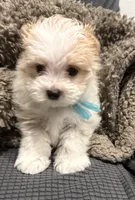 Fergie, a male Maltipoo for sale in Ocala, FL – 2 of 10