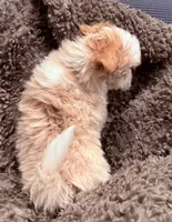 Fergie, a male Maltipoo for sale in Ocala, FL – 7 of 10