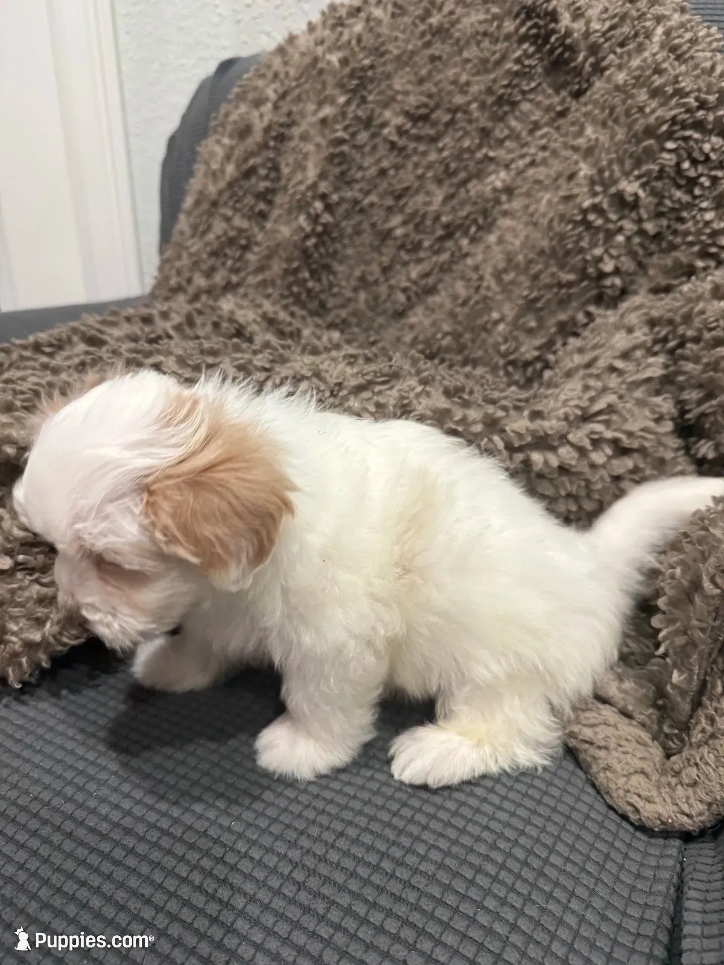 Ryno, a male Maltipoo for sale in Ocala, FL – 6 of 10
