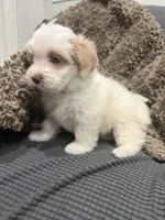Ryno, a male Maltipoo for sale in Ocala, FL – 3 of 10