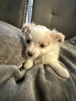 Addison , a male Pomapoo for sale in Ocala, FL – 10 of 10