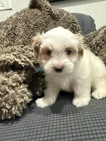 Ryno, a male Maltipoo for sale in Ocala, FL – 4 of 10