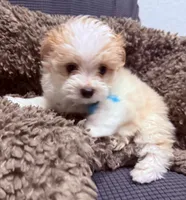 Fergie, a male Maltipoo for sale in Ocala, FL – 5 of 10
