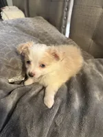 Addison , a male Pomapoo for sale in Ocala, FL – 3 of 10