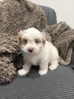 Ryno, a male Maltipoo for sale in Ocala, FL – 8 of 10