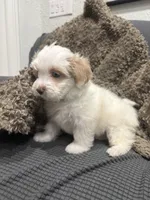 Ryno, a male Maltipoo for sale in Ocala, FL – 9 of 10