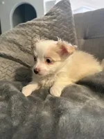 Addison , a male Pomapoo for sale in Ocala, FL – 4 of 10