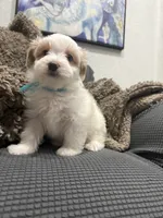 Ryno, a male Maltipoo for sale in Ocala, FL – 7 of 10