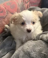 Addison , a male Pomapoo for sale in Ocala, FL – 6 of 10