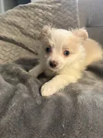 Addison , a male Pomapoo for sale in Ocala, FL – 2 of 10