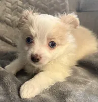 Addison , a male Pomapoo for sale in Ocala, FL – 8 of 10
