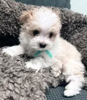 Fergie, a male Maltipoo for sale in Ocala, FL – 4 of 10