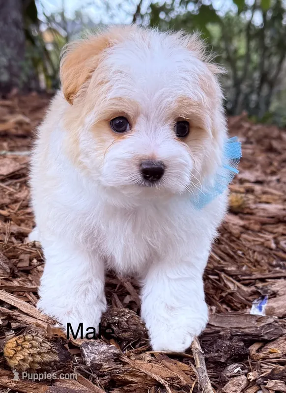 Ryno – Maltipoo puppy for sale in Ocala, FL
