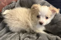 Addison , a male Pomapoo for sale in Ocala, FL – 1 of 10