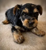 Taurus, a male Yorkshire Terrier for sale in Huntsville, AL – 1 of 2