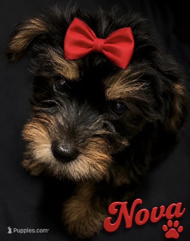 CKC Nova – Yorkshire Terrier puppy for sale in Huntsville, AL