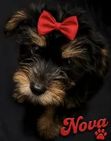 CKC Nova, a female Yorkshire Terrier for sale in Huntsville, AL – 1 of 1