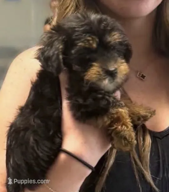 CKC Nova – Yorkshire Terrier puppy for sale in Huntsville, AL