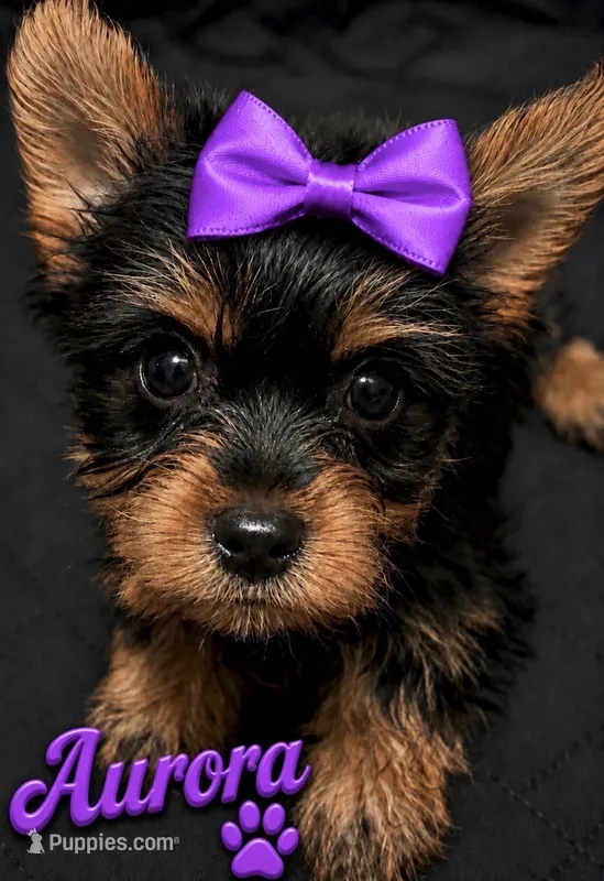 CKC Aurora  – Yorkshire Terrier puppy for sale in Huntsville, AL