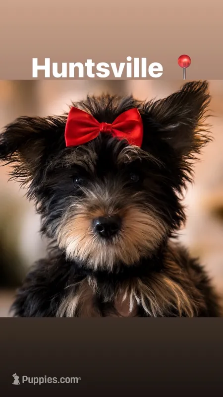 CKC girl – Yorkshire Terrier puppy for sale in Huntsville, AL