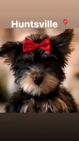DISCOUNT ADOPTION, a female Yorkshire Terrier for sale in Huntsville, AL – 1 of 3