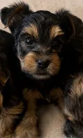 Taurus, a male Yorkshire Terrier for sale in Huntsville, AL – 2 of 2