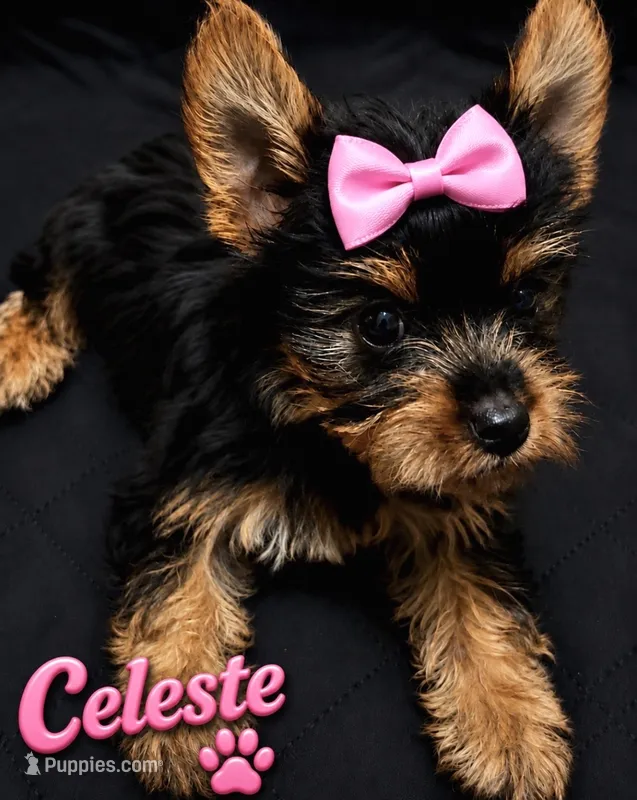 CKC Celeste  – Yorkshire Terrier puppy for sale in Huntsville, AL