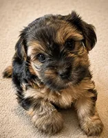 Neptune, a male Yorkshire Terrier for sale in Huntsville, AL – 1 of 2
