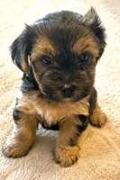 Neptune, a male Yorkshire Terrier for sale in Huntsville, AL – 2 of 3