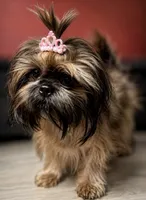 11 month old, a female Shih Tzu for sale in Huntsville, AL – 1 of 1