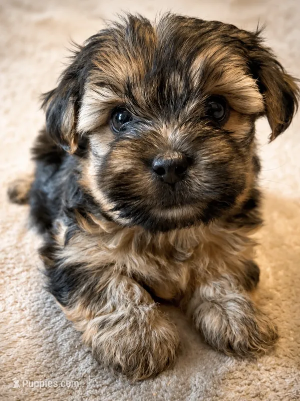 Pluto – Yorkshire Terrier puppy for sale in Huntsville, AL