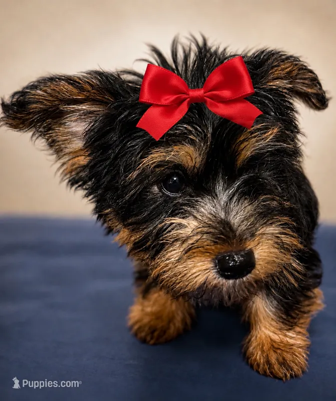 CKC girl – Yorkshire Terrier puppy for sale in Huntsville, AL