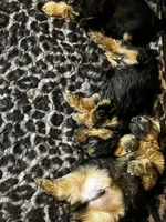Neptune, a male Yorkshire Terrier for sale in Huntsville, AL – 3 of 3