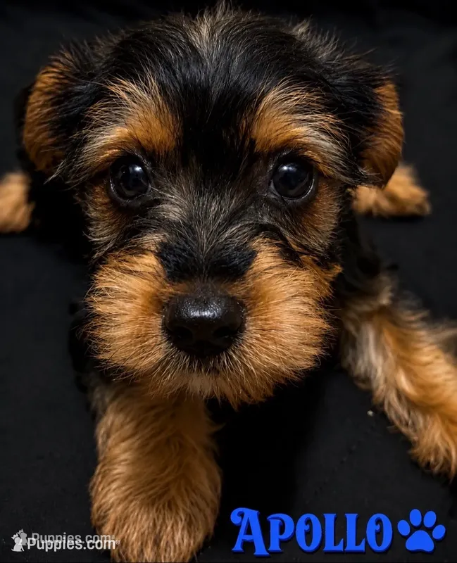 CKC Apollo – Yorkshire Terrier puppy for sale in Huntsville, AL