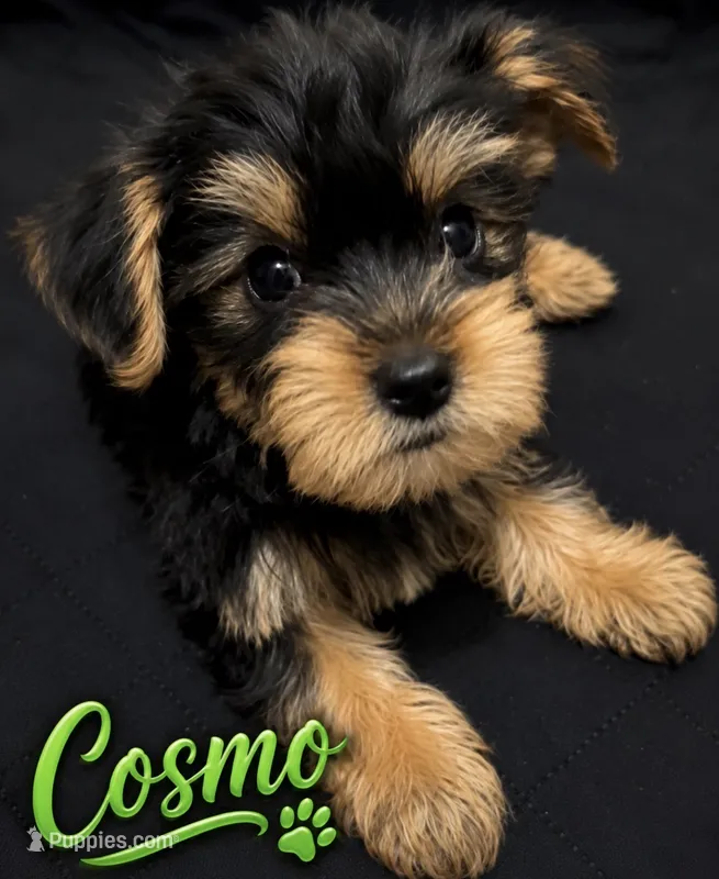 CKC Cosmo – Yorkshire Terrier puppy for sale in Huntsville, AL