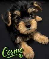 CKC Cosmo, a male Yorkshire Terrier for sale in Huntsville, AL – 1 of 1