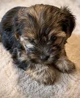 Pluto, a male Yorkshire Terrier for sale in Huntsville, AL – 2 of 2