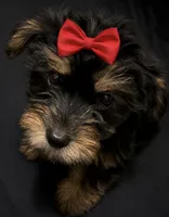 CKC girl, a female Yorkshire Terrier for sale in Huntsville, AL – 2 of 2