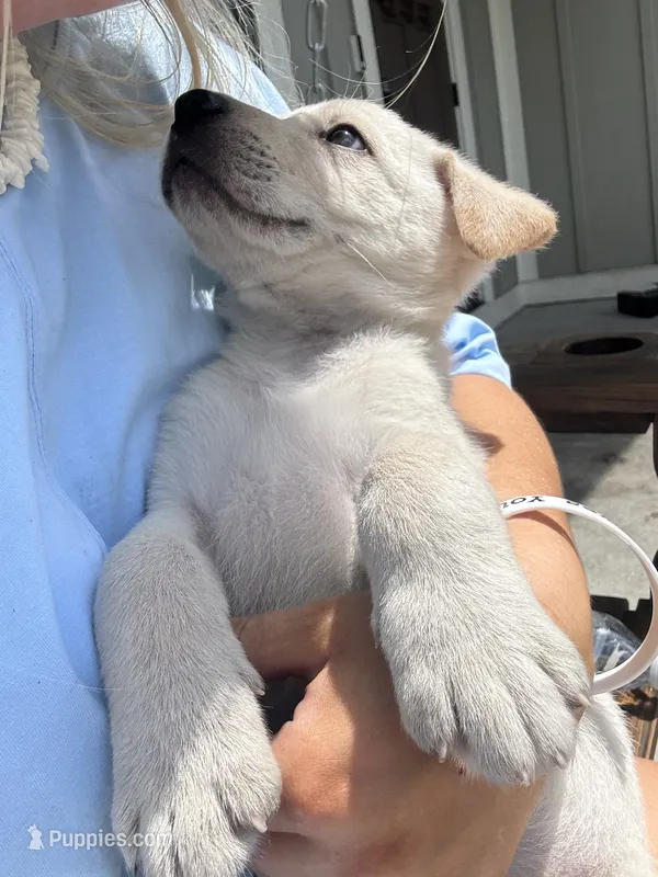 Houdini  – German Shepherd Dog, Labrador Retriever puppy for sale in Cookeville, TN