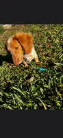 Freya, a female Miniature Dachshund for sale in Statesboro, GA – 4 of 4