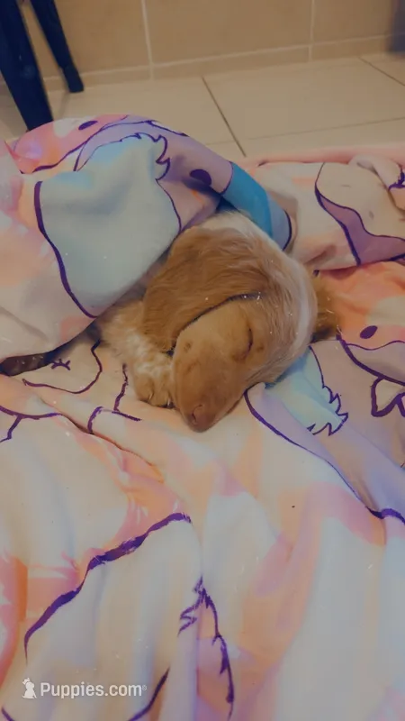 Freya – Miniature Dachshund puppy for sale in Statesboro, GA