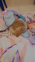 Freya, a female Miniature Dachshund for sale in Statesboro, GA – 1 of 4