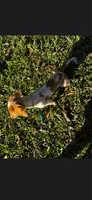 Freya, a female Miniature Dachshund for sale in Statesboro, GA – 3 of 4
