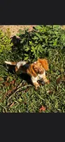 Freya, a female Miniature Dachshund for sale in Statesboro, GA – 2 of 4
