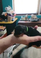Itty-Bitty, a female Yorkshire Terrier for sale in Palm Coast, FL – 10 of 10
