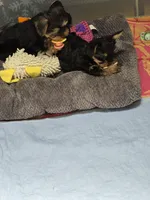 Mellow Yellow  (docked), a female Yorkshire Terrier for sale in Palm Coast, FL – 6 of 10