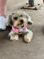 Itty-Bitty, a female Yorkshire Terrier for sale in Palm Coast, FL – 6 of 10