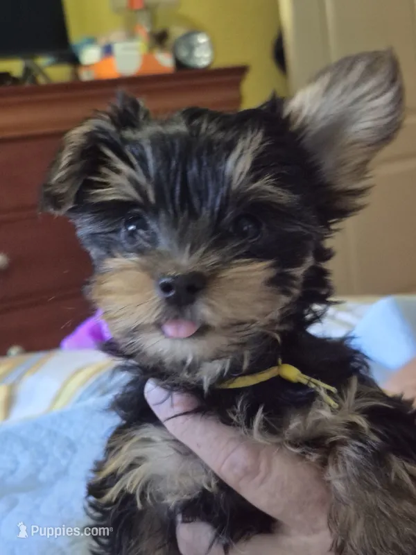 Mellow Yellow  (docked) – Yorkshire Terrier puppy for sale in Palm Coast, FL