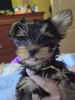 Mellow Yellow  (docked), a female Yorkshire Terrier for sale in Palm Coast, FL – 1 of 10